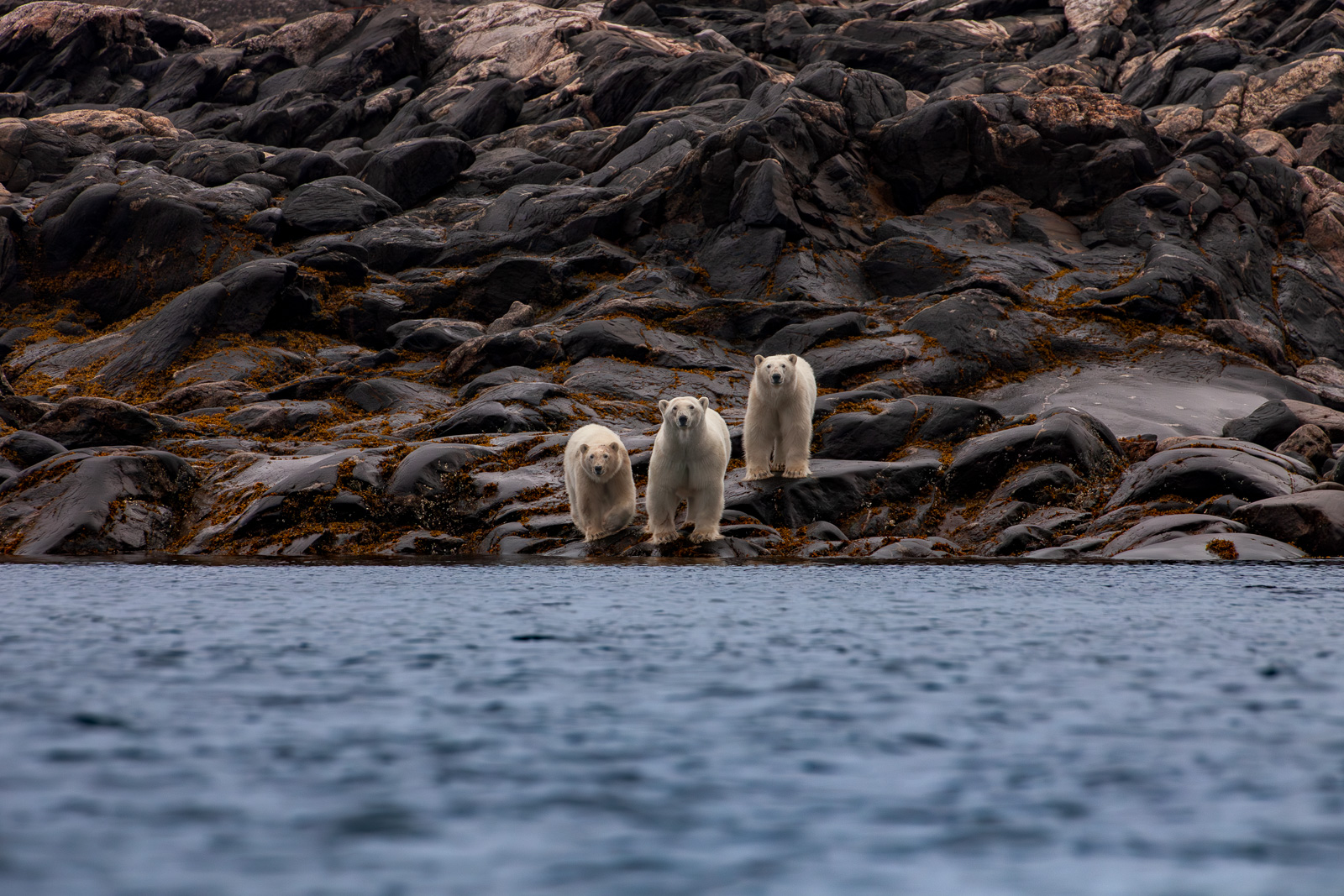 Three polar bears photographed from a Zodiac expedition boat along the coast of Nunavut in the Canadian Arctic.