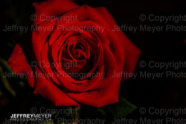 Rose Portrait 