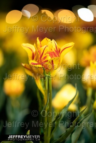 Tulip Portraits 
