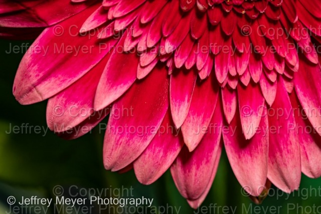 The beauty of petals and details 
