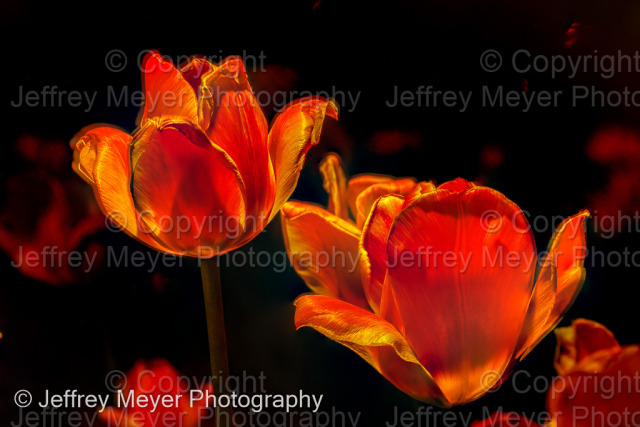 Tulip Mania Hits Ottawa's Flower Scene 