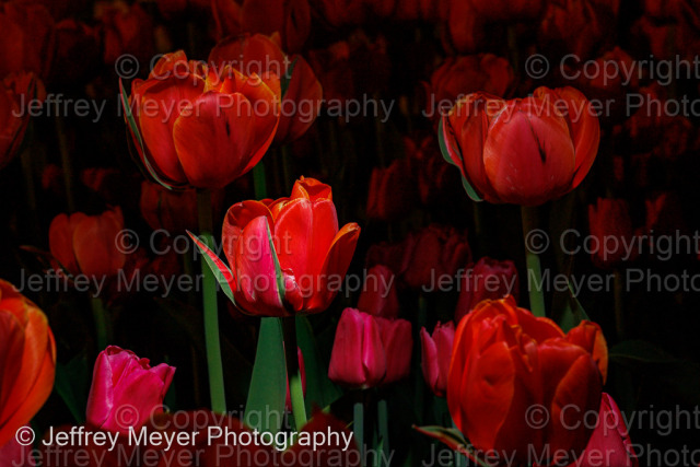 Tulip Mania in Ottawa