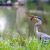 Heron catches a fish | The Dominion Arboretum at the Central Experimental Farm