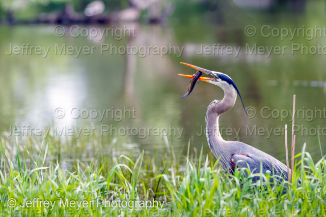 Heron catches a fish | The Dominion Arboretum at the Central Experimental Farm 