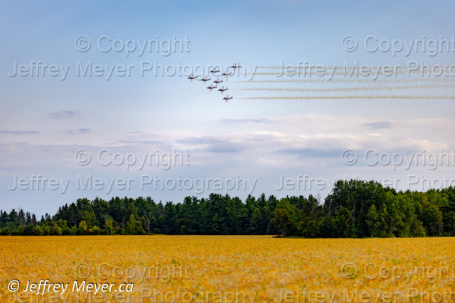 Fields of Gold 